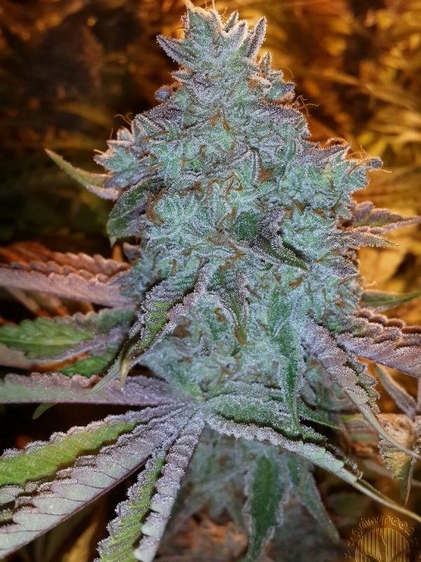 girls scout cookies